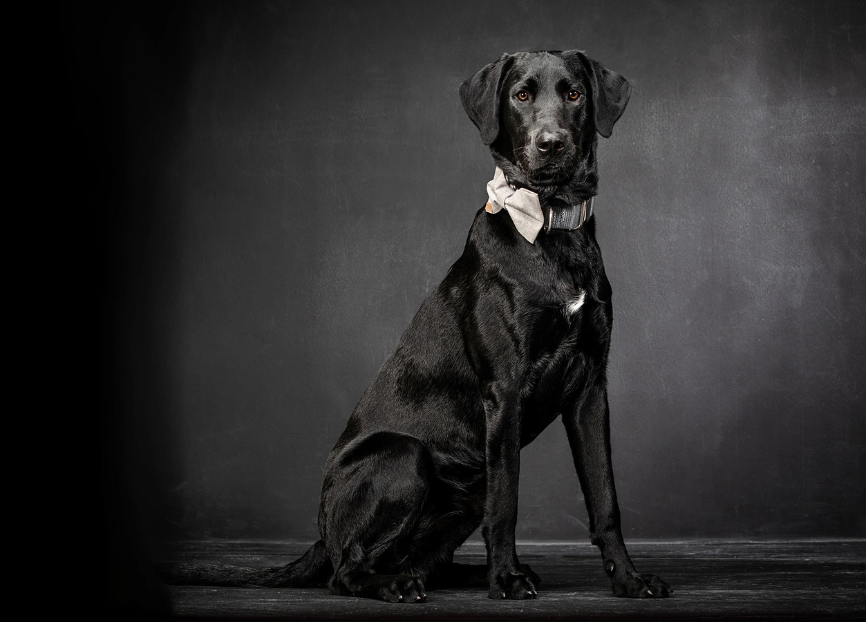07-D18249-02-suenderhuse-photographie-melle-fotografin-vierbeiner-tiere-tiershooting.jpg