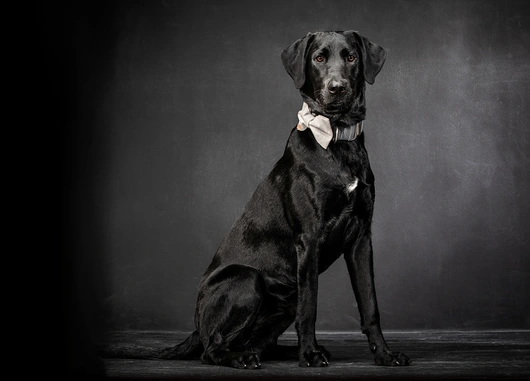 07-D18249-02-suenderhuse-photographie-melle-fotografin-vierbeiner-tiere-tiershooting.jpg