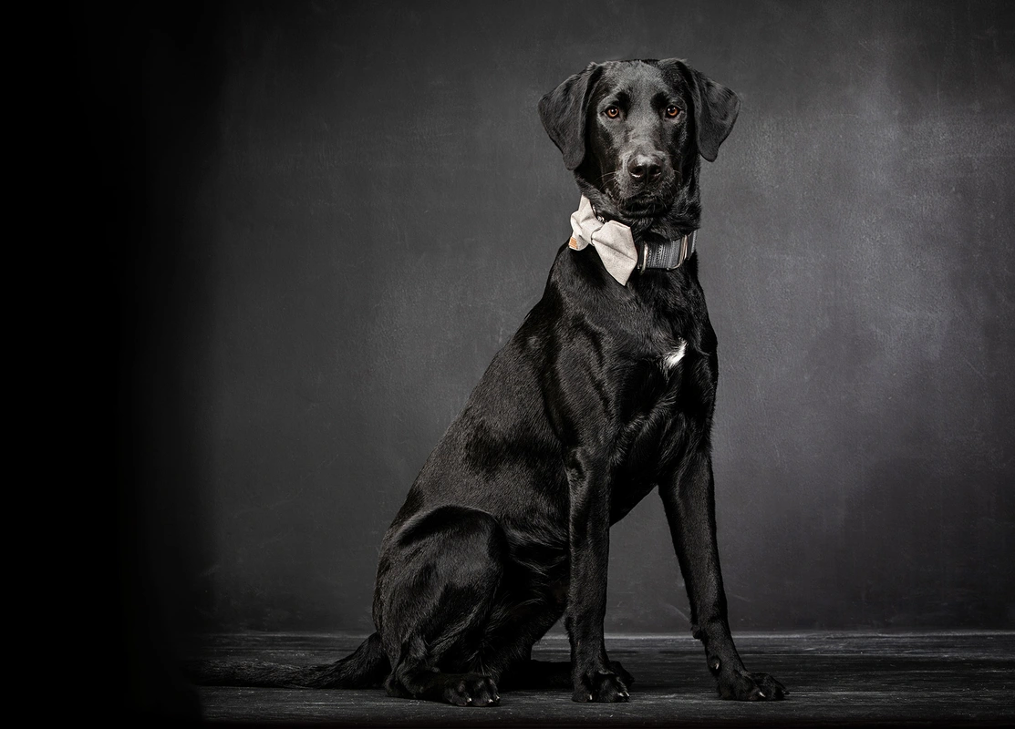 07-D18249-02-suenderhuse-photographie-melle-fotografin-vierbeiner-tiere-tiershooting.jpg