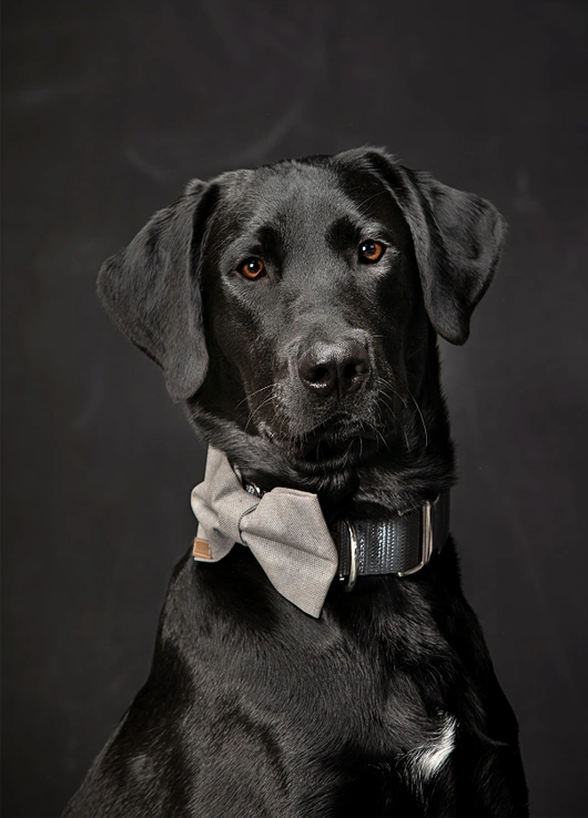 08-D18249-03-suenderhuse-photographie-melle-fotografin-vierbeiner-tiere-tiershooting.jpg