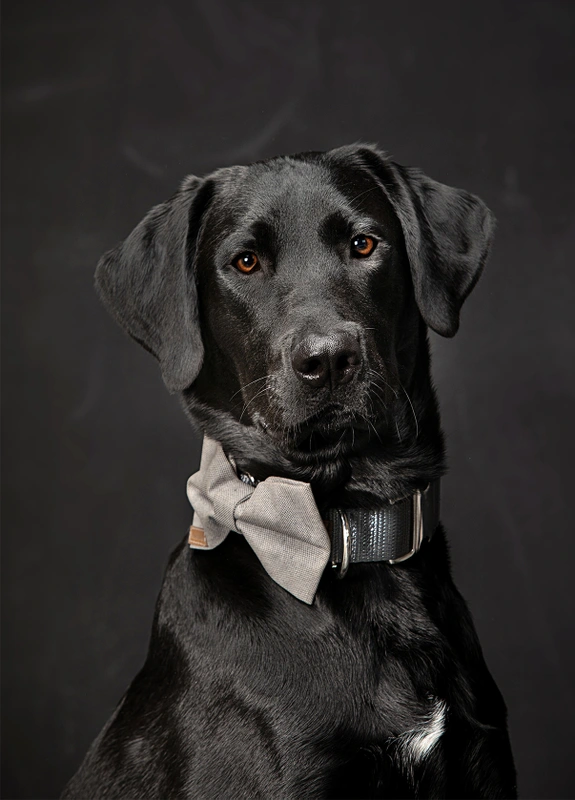 08-D18249-03-suenderhuse-photographie-melle-fotografin-vierbeiner-tiere-tiershooting.jpg