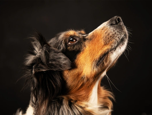 10-D18526-17-suenderhuse-photographie-melle-fotografin-vierbeiner-tiere-tiershooting.jpg