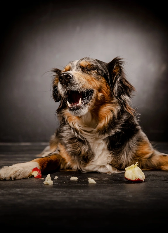 09-D18526-22-suenderhuse-photographie-melle-fotografin-vierbeiner-tiere-tiershooting.jpg