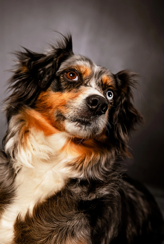 11-D18526-12-suenderhuse-photographie-melle-fotografin-vierbeiner-tiere-tiershooting.jpg