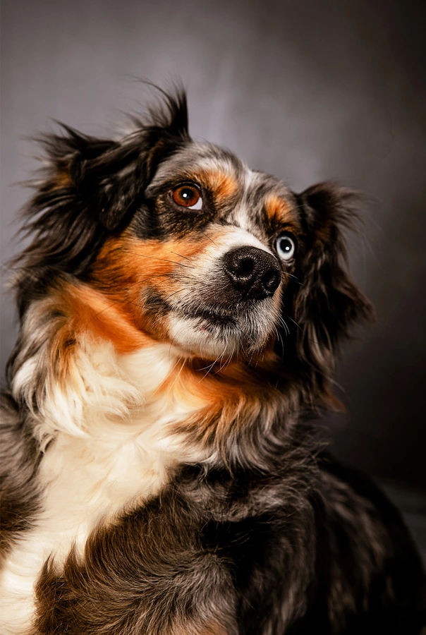 11-D18526-12-suenderhuse-photographie-melle-fotografin-vierbeiner-tiere-tiershooting.jpg