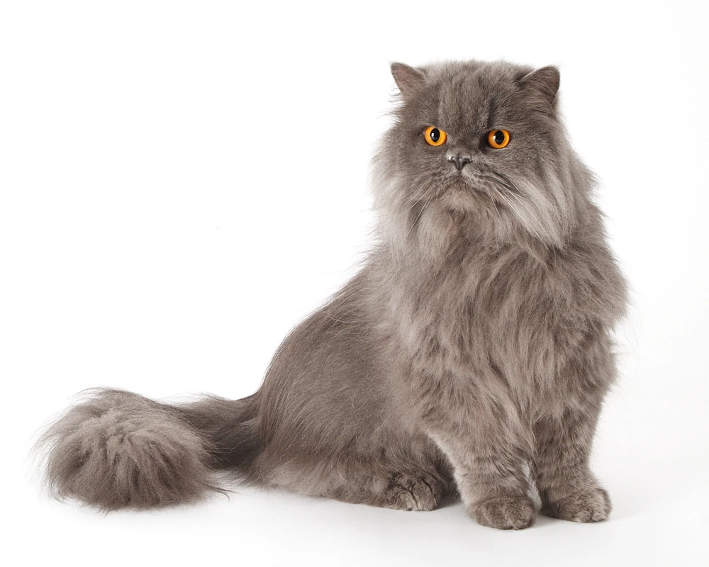 14-D2587-04-suenderhuse-photographie-melle-fotografin-tierfotografie-katze-vierbeiner.jpg
