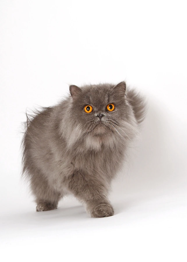 12-D2587-07-suenderhuse-photographie-melle-fotografin-tiershooting-vierbeiner-katze.jpg