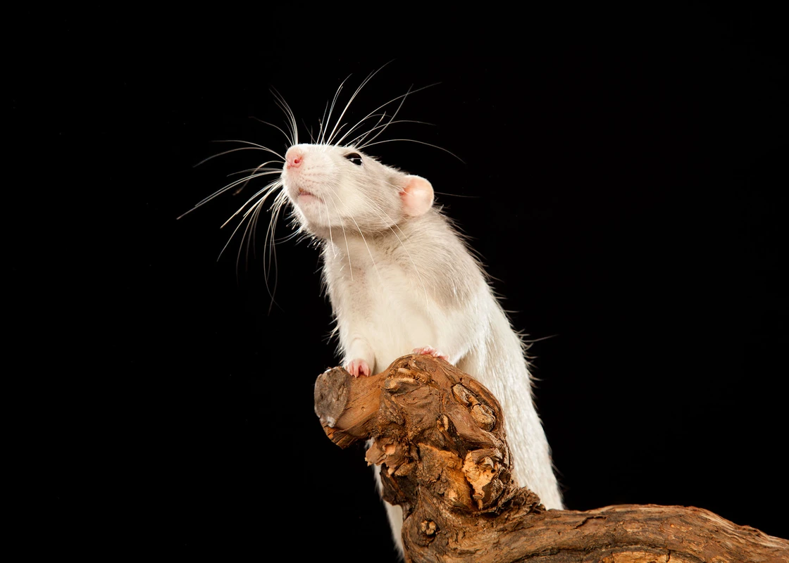 22-D12208-12-suenderhuse-photographie-melle-fotografin-vierbeiner-tiere-tiershooting.jpg
