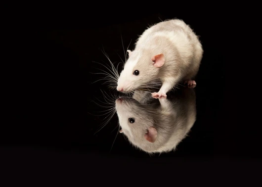 24-D12208-26-suenderhuse-photographie-melle-fotografin-vierbeiner-tiere-tiershooting.jpg