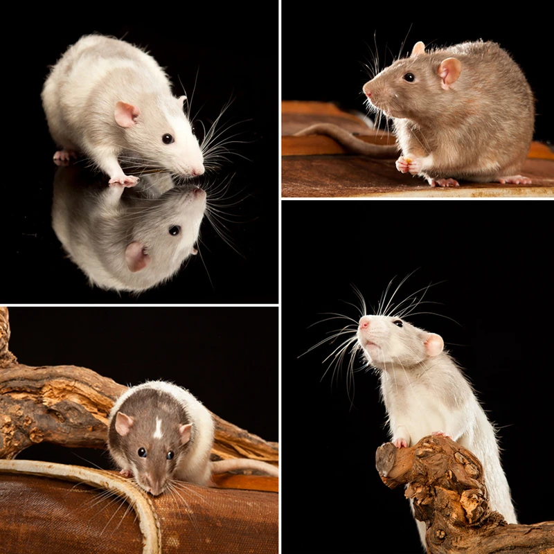 23-D12208-rat_attacksuenderhuse-photographie-melle-fotografin-vierbeiner-tiere-tiershooting.jpg