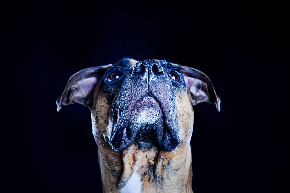 17-D13020-04-suenderhuse-photographie-melle-fotografin-vierbeiner-hunde-tiershooting.jpg