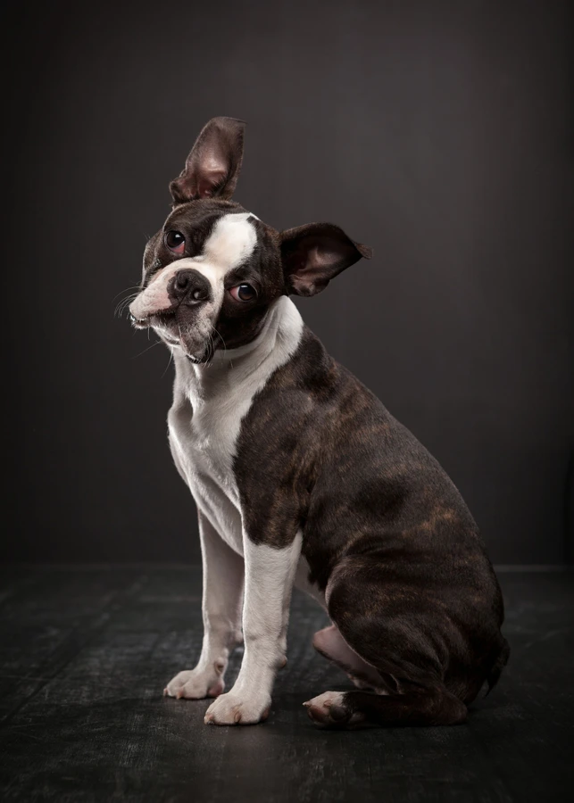 18-D16381-01-suenderhuse-photographie-melle-fotografin-hunde.jpg