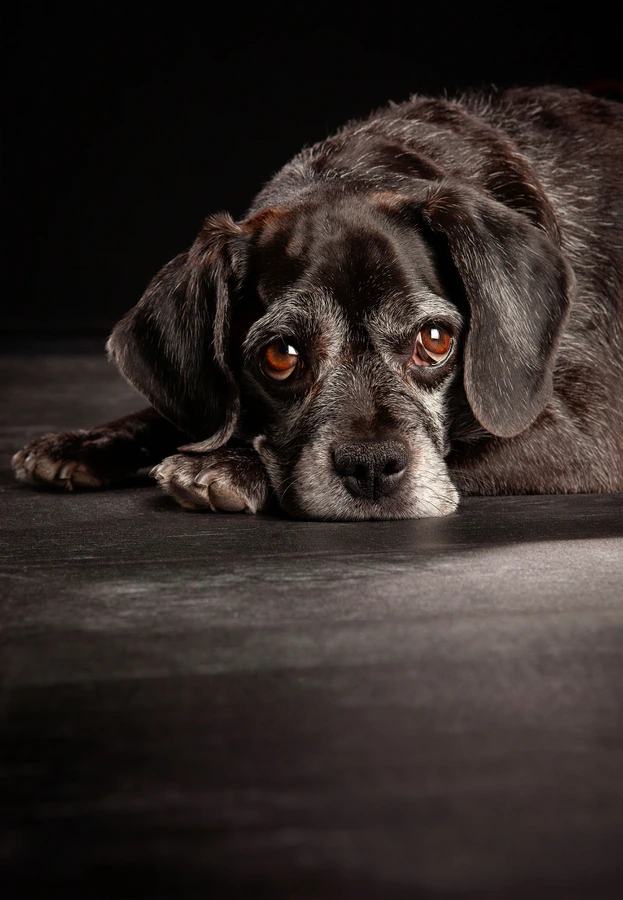 16-D16650-05-suenderhuse-photographie-melle-fotografin-hunde-vierbeiner.jpg