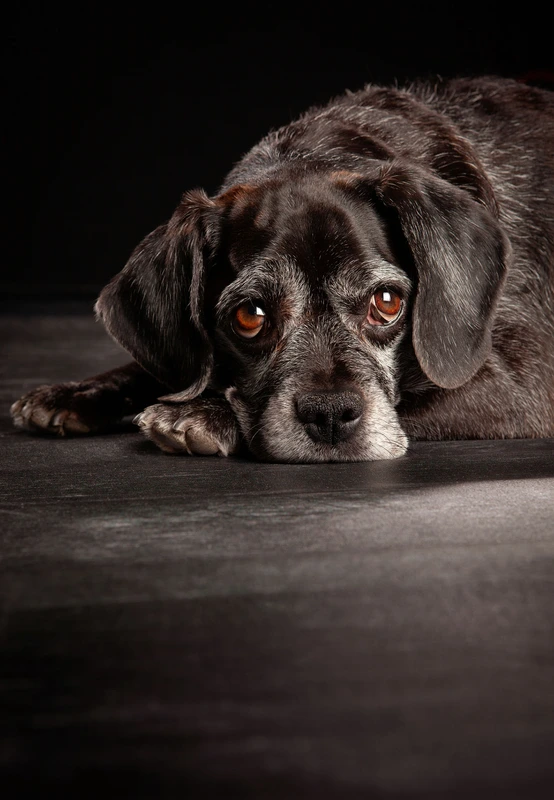 16-D16650-05-suenderhuse-photographie-melle-fotografin-hunde-vierbeiner.jpg