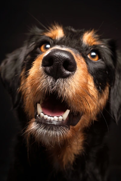 02-D16810-28-suenderhuse-photographie-melle-fotografin-hunde.jpg