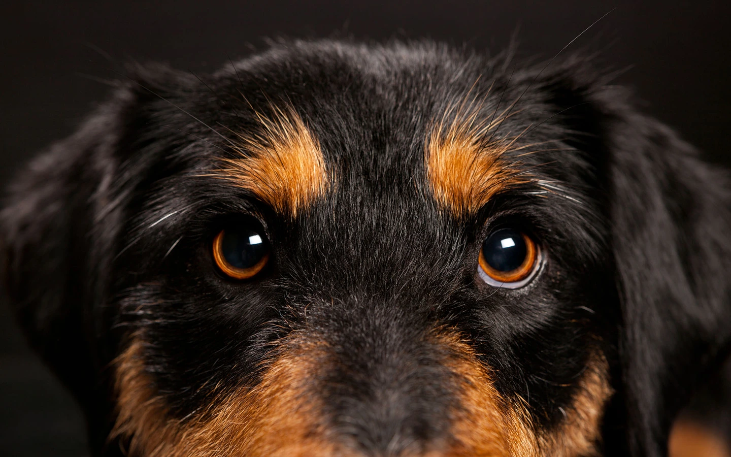 01-D16810-34-suenderhuse-photographie-melle-fotografin-hunde-.jpg